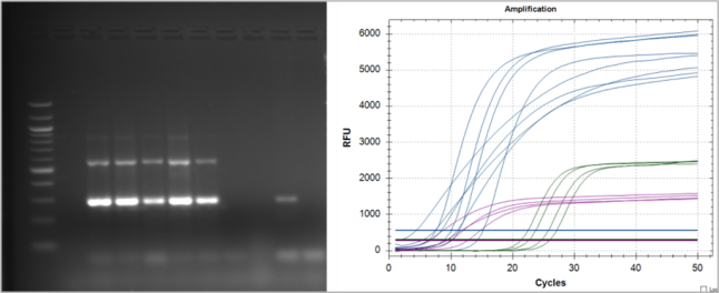 Exemplarische Ergebnisse einer klassischen PCR (Screenshot) und einer RT-qPCR (Kurvendiagramm).