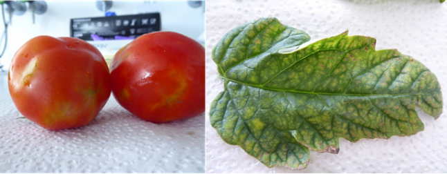 Symptombilder einer mit Tomato brown rugose fruit virus (ToBRFV) infizierten Tomatenprobe.