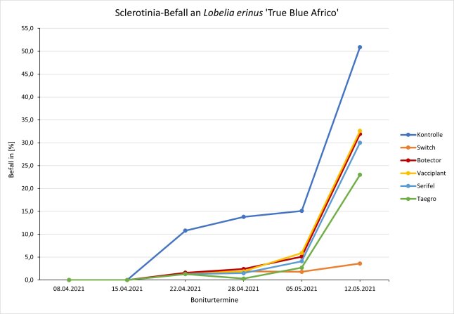 Sclerotinia-Befall an <i>Lobelia erinus</i> 'True Blue Africo'