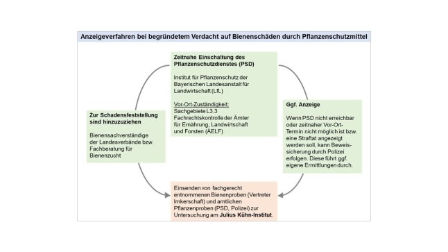 Schaubild zum Anzeigeverfahren bei begründetem Verdacht auf Bienenschäden durch Pflanzenschutzmittel.