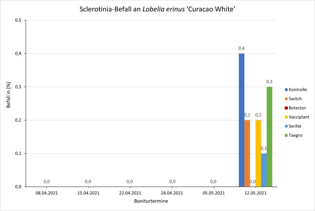 Sclerotinia-Befall an <i>Lobelia erinus</i> 'Curacao White/Blue Mix