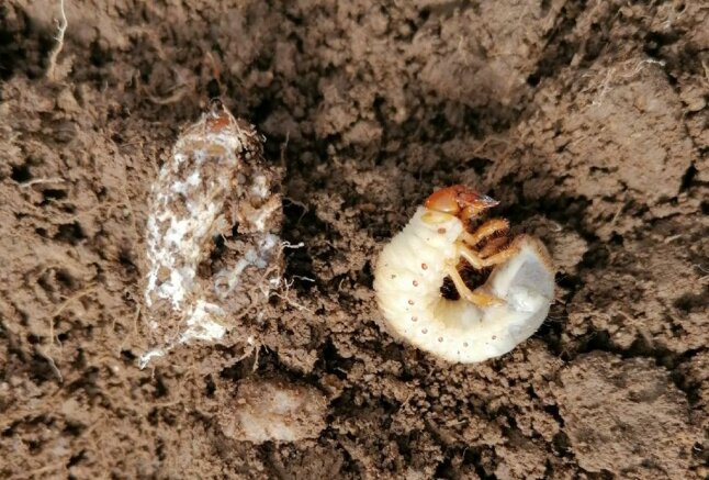Gesunder Maikäfer-Engerling (rechts) und ein durch einen Pilz abgestorbenes Exemplar
