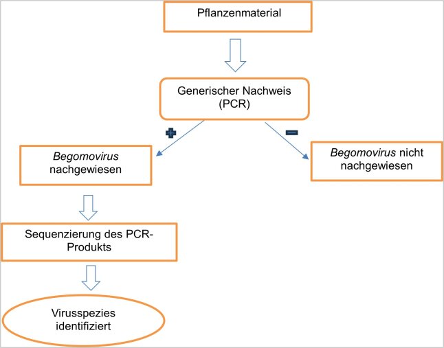 Schematische Darstellung einer generischen Virus-Detektion.