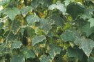 Fortgeschrittener Befall durch Liriomyza huidobrensis an Gurken