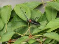 Käfer sitzt auf Blatt