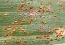 Maize rust - Uredospores, Picture: Rintelen