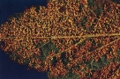 Blattunterseite mit gelbbraune Rostpusteln