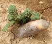 Fig. 2: Sprouting of an infected tuber
