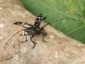 schwarzer Käfer mit langen Fühlern sitzt auf einem Baumstamm