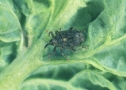 Cabbage stem weevil