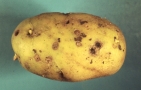 Kartoffelknolle