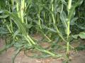 Abb. 12b: Gänsehalssymptom an Maispflanzen