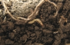 Fig. 3c: Larva at roots