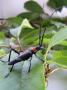 Käfer auf Blättern ohne Maßstab