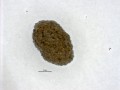 Fig. 4a: Pupal cell of Diabrotica