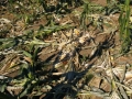 Von Wildschweinen geschädigte, niedergetretene Maispflanzen