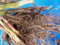 Fig. 9e: Larval damage to maize roots