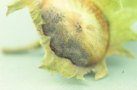 Grauschimmel (Botrytis cinerea)