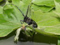 ALB-Käfer in seitlicher Nahaufnahme