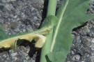 Leaf symptoms caused by cabbage stem weevii