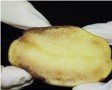 Befallene Kartoffelknolle - Bakterienbrei