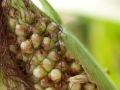 Fig. 14a: Damage of maize kernels