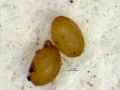 Fig. 2b: Diabrotica eggs