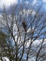 Mensch klettert in einer Baumkrone