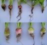 Young sugar beets from greenhouse assay, after articifial inoculation of the soil with Aphanomyces
