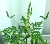 Blühende Ambrosiapflanze im Gewächshaus 