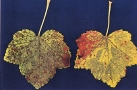Zwei mit Flecken verfärbte Blätter