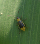 Fig. 1b: Male beetle