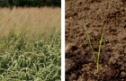 links: Windhalm in Getreide, rechts: einzelne Windhalmpflanze