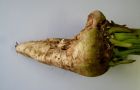 Typical symptoms of „girth scab“ on sugar beet