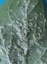 Läuse auf einem grünen Blatt