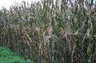 heavy infestation of maize with Setosphaeria turcica