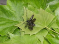 ALB-Käfer mit sichtbaren Flügeln zum Abflug bereit auf einem Blatt