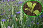 Collage: Kornblume im Bestand und als einzelne Pflanze