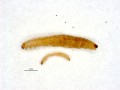 Fig. 3a: Larva at different stages