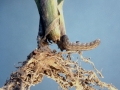 Raupe an der Wurzel einer Maispflanze