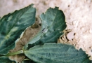 geschädigte Blätter mit kleinem Käfer