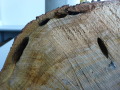 Asiatischer Moschusbockkäfer - Bohrgang im Holz