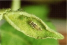 Florfliegenlarve und Blattläuse auf einem Blatt