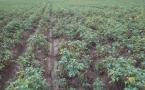 Photo 7: Already in the first half of June a potato plot can be badly damaged by an initial infestation (stem infestation) with <i>Phytophthora</i>