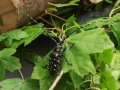 ALB-Käfer in Aufsicht auf Blättern mit Stamm