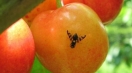 Nahaufnahme einer Kirschfruchtfliege auf einem Apfel