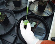 Extrakt der zu untersuchenden Pflanze wird auf die Blätter der Indikatorpflanzen mit einer Einmalpipette aufgetragen.