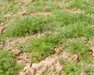 Riesenweizengras-Jungpflanzen mit Unkrautkonkurrenz (Kamille)