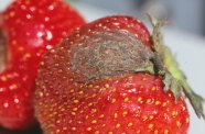 Grauschimmel auf der Erdbeere