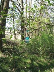 Eimerchen hängt im Wald am Baum